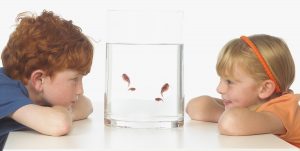 Frequently Asked Questions - My Triops FAQ