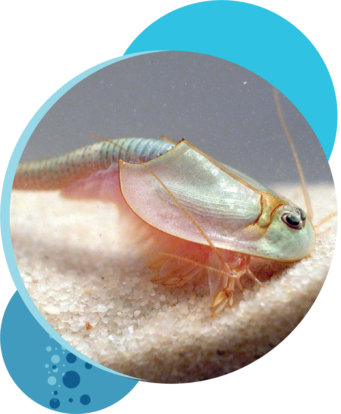 What are Triops? - Triops World